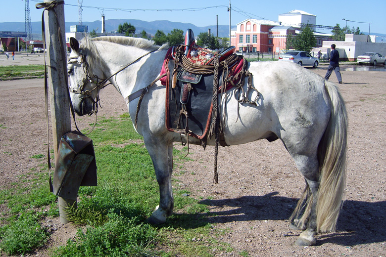 Ein Pferd