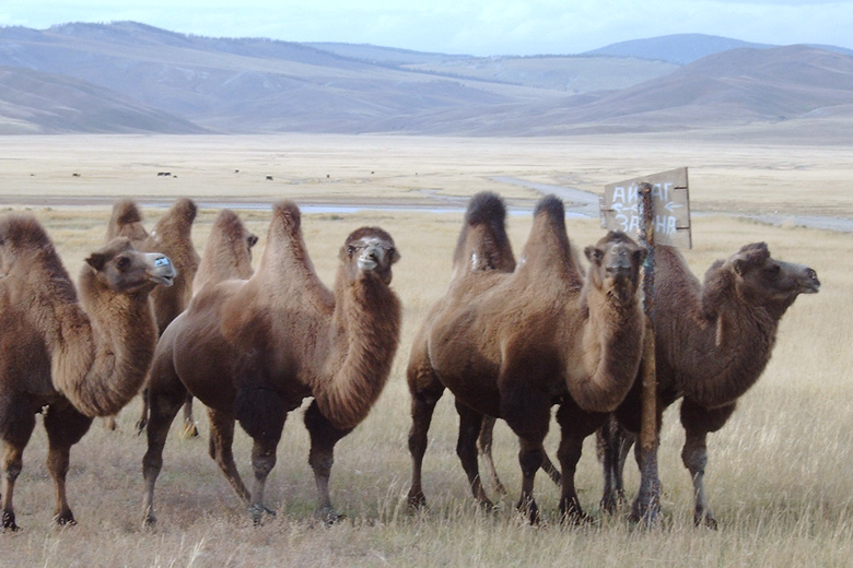 Camels<br/>between Mörön and Hatgal
