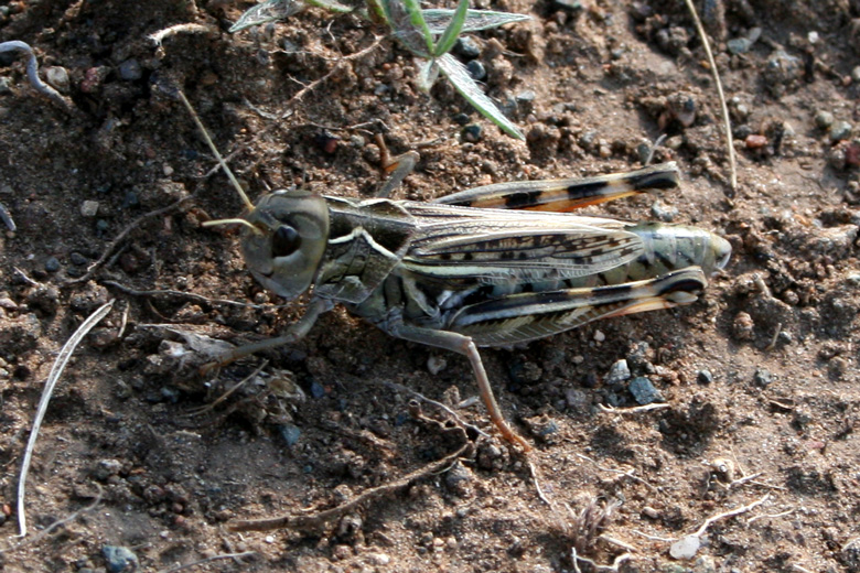 Grasshopper<br/>between Hanuin gol and Rashaant 