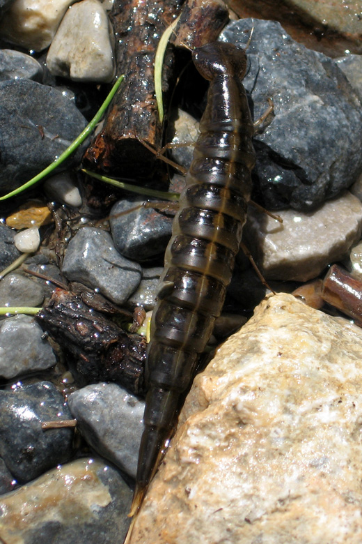 Strange bug<br/>at Hövsgöl nuur