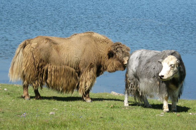 Two yaks<br/>in Darhadyn Hotgor