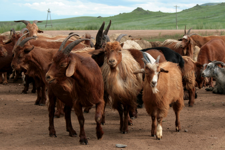 Goats<br/>near Amarbayasgalant