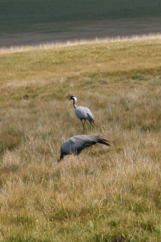 Cranes<br/>east of Bayanzürh 