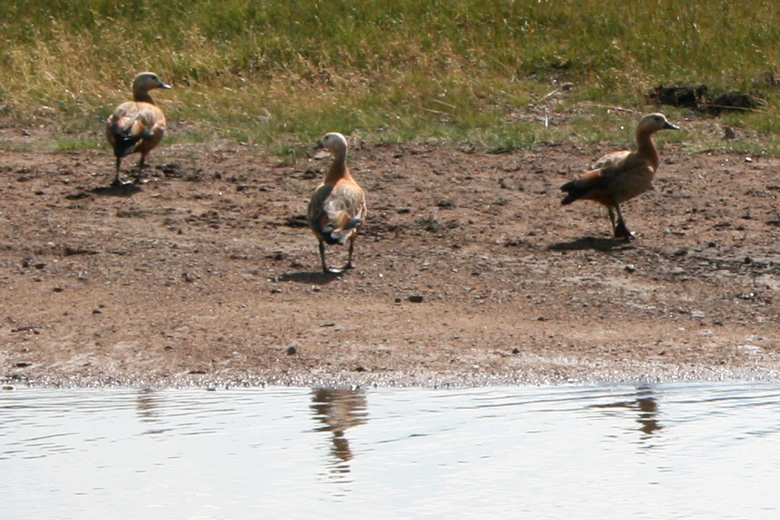 Ducks<br/>east of Bayanzürh