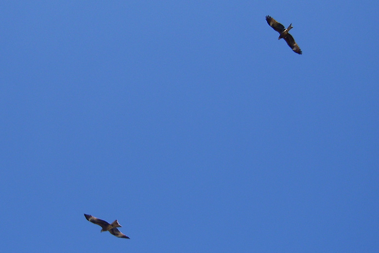 Kites (?)<br/>south of Bürentogtoh