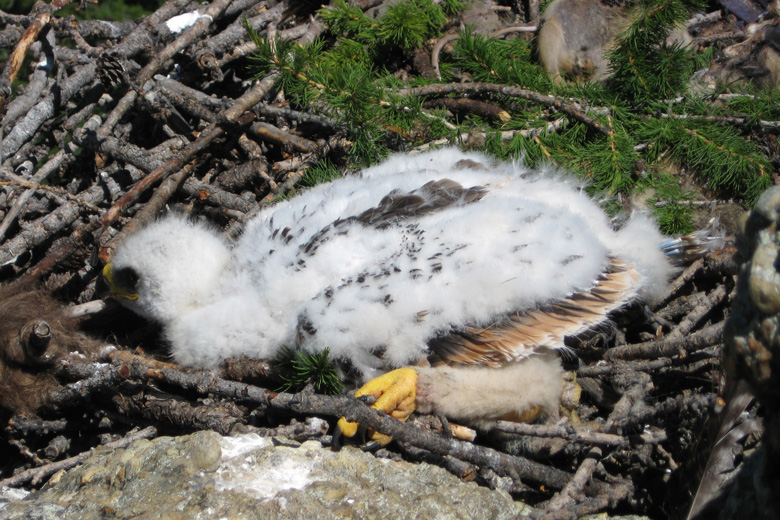 Young bird of prey<br/>south of Bürentogtoh
