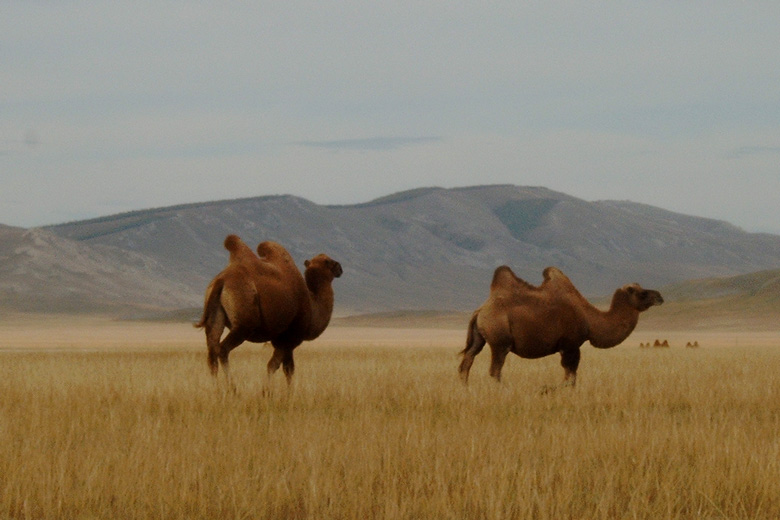 Camels<br/>between Mörön and Hatgal