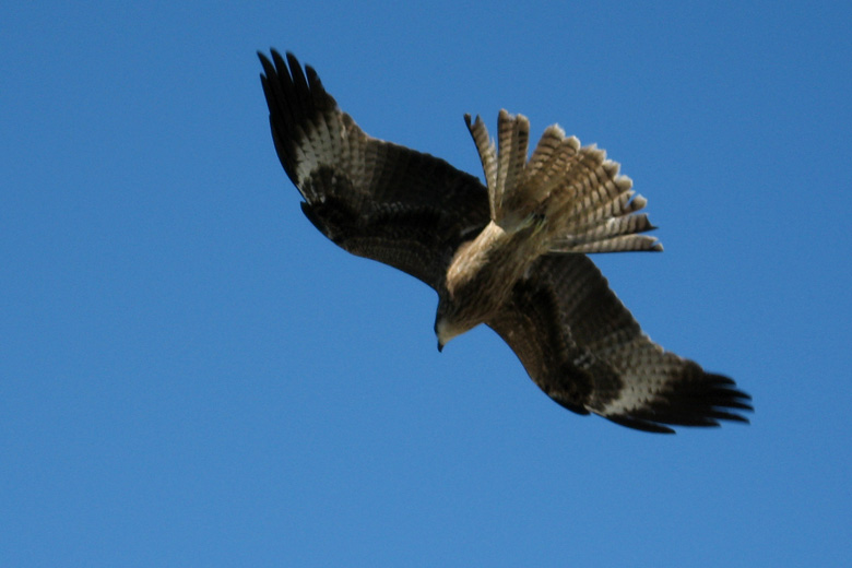 Bird of prey<br/>south of Bürentogtoh