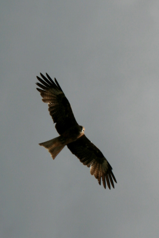 Bird of prey<br/>over Horgyn Togoo 