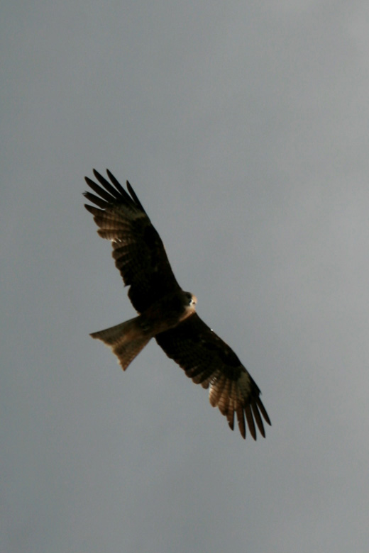 Greifvogel<br>über dem Horgyn Togoo 