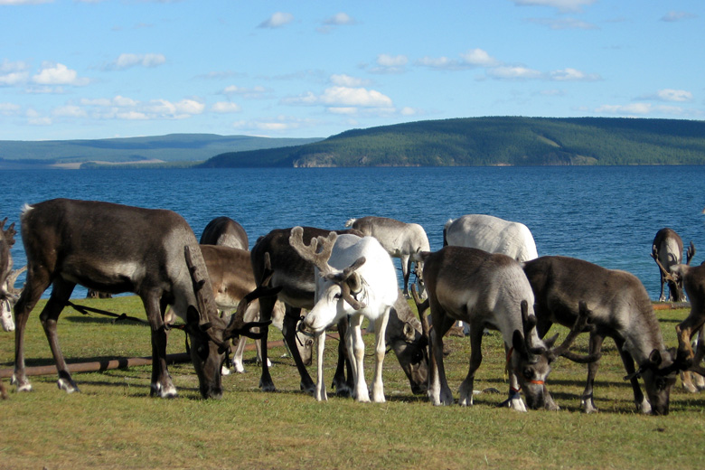 Reindeer<br/>
at Hövsgöl nuur 