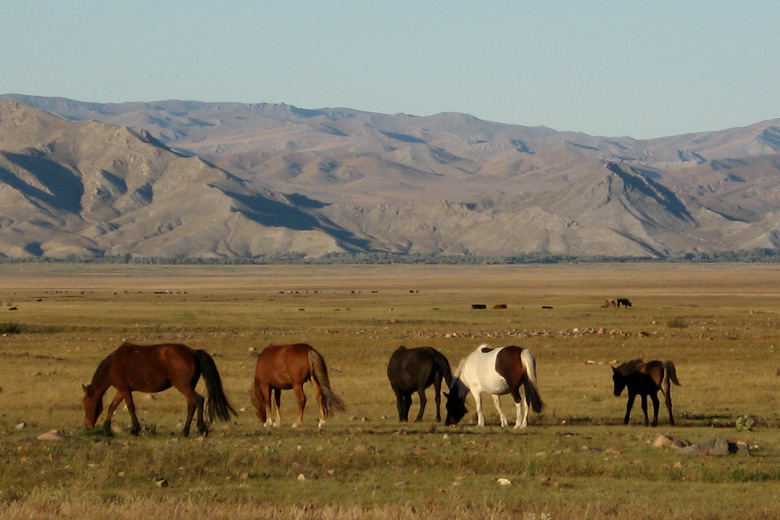 Horses<br/>near Bürentogtoh