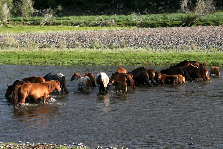 Horses<br/>taking a bath in Hanuin gol