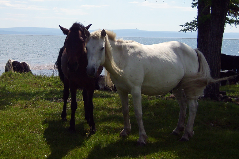 Horses<br/>at Hövsgöl nuur