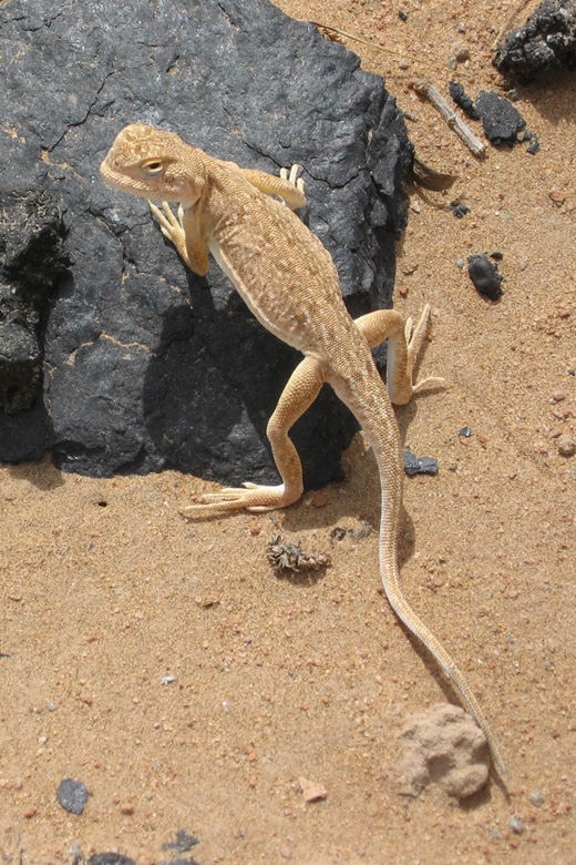 Lizard<br/>at the Yellow River, Ningxia/ China 