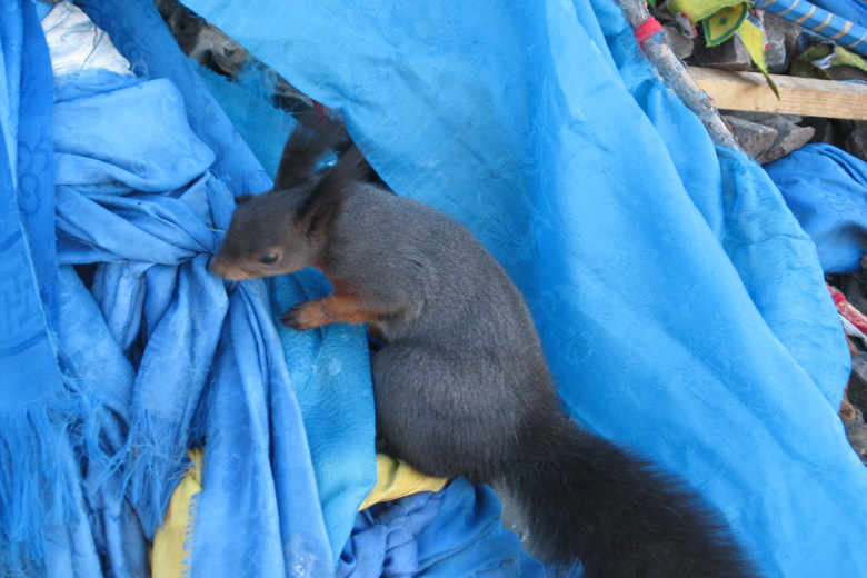 Eichhörnchen<br/>beim Hiimoryn ovoo, Ulaanbaatar 