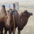 Camels