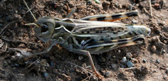 Grasshopper