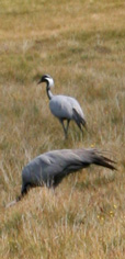 Cranes