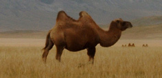 Camels