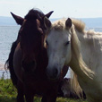 Horses