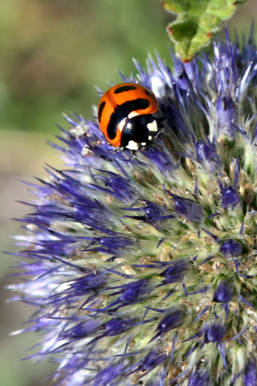 Thistle with ladybird<br/>at Tariatyn davaa, between Rashaant and the Selenge river 