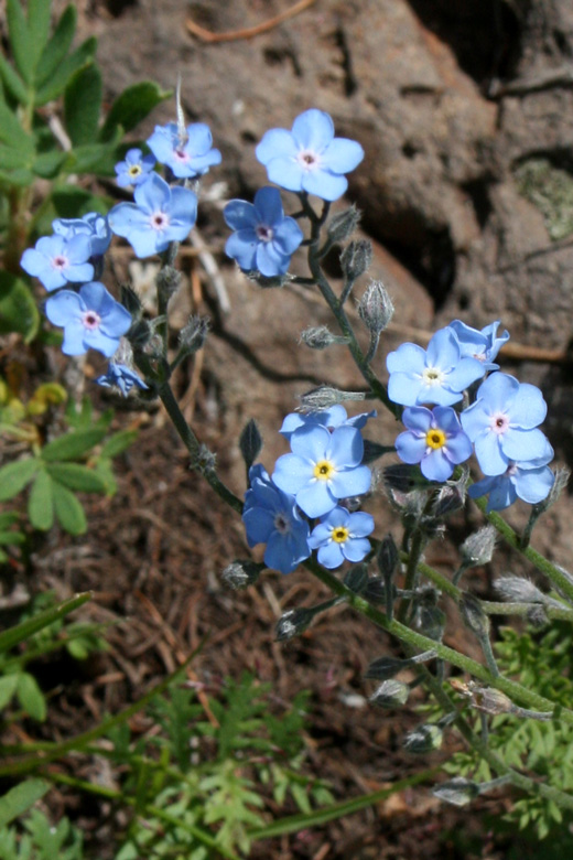 At Hövsgöl nuur