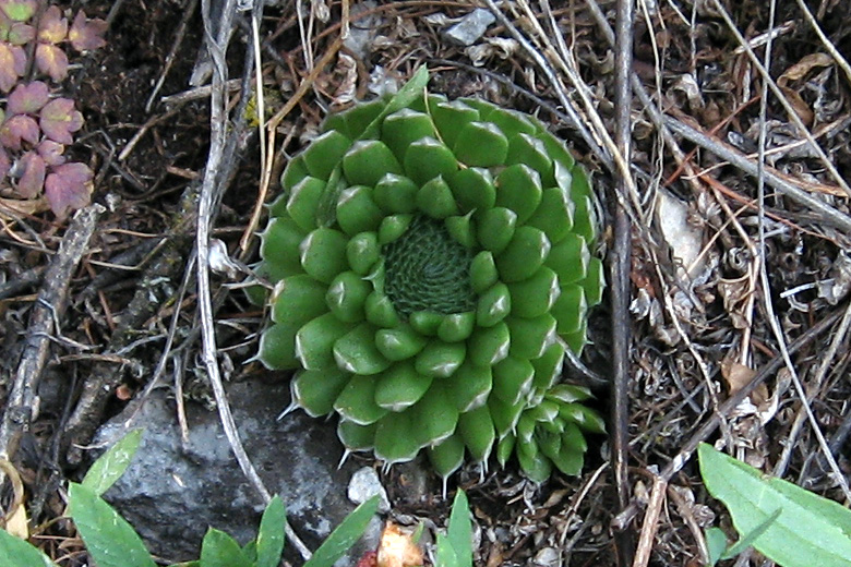 In the mountains near Hövsgöl nuur