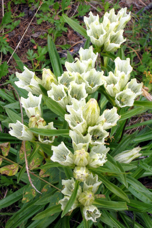 Banjingarav<br/>in the mountains near Hövsgöl nuur 