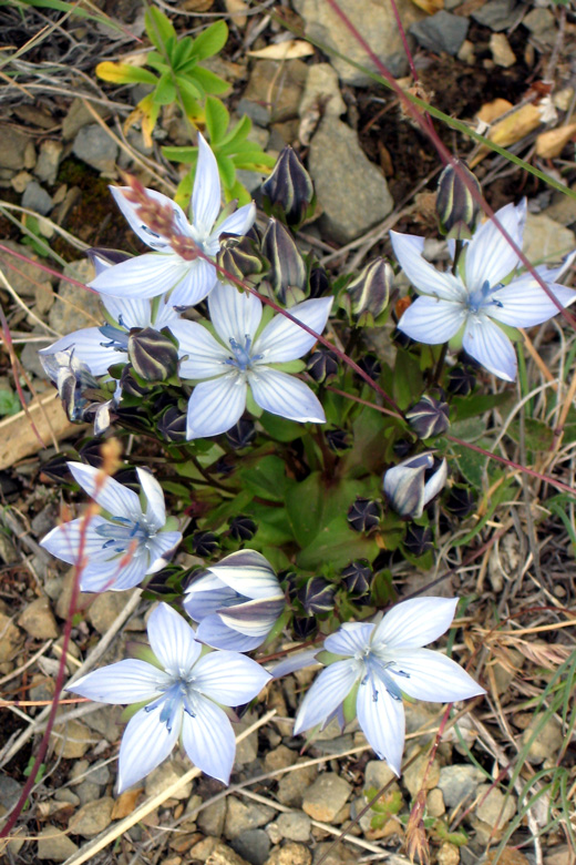 Höh degd<br/>in the mountains near Hövsgöl nuur