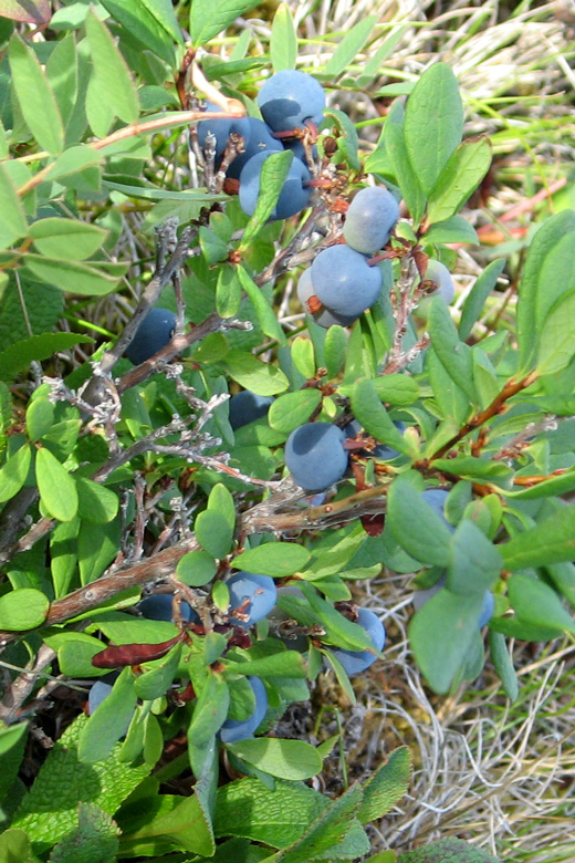 Blaubeeren<br/>südlich von Burentogtoh