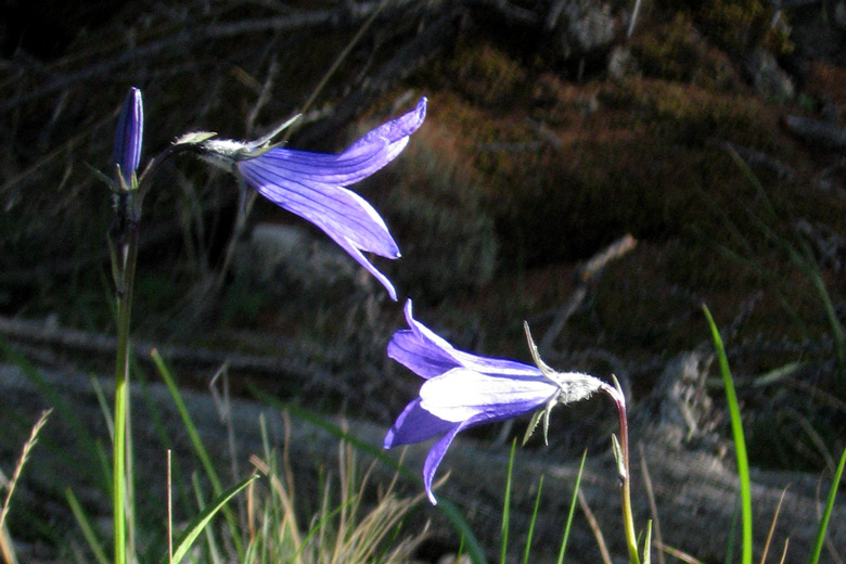 Glockenblumen<br/>südlich von Burentogtoh