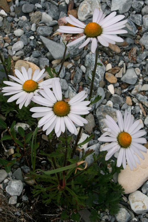 At Hövsgöl nuur