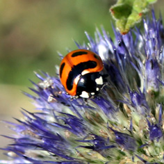 Distel mit Marienkäfer