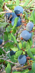 Blueberries 