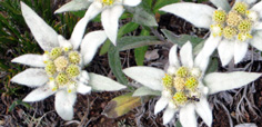 Edelweiss