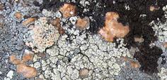 Lichens