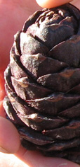 Cone