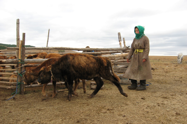 Uudraas cousin drives some calves into the enclosure 