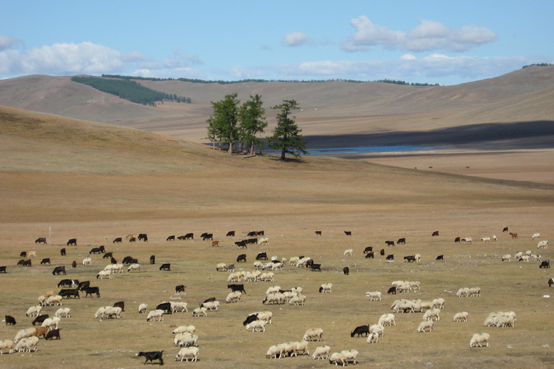 Sheep and Goats on the summer pasture