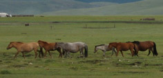 Horses