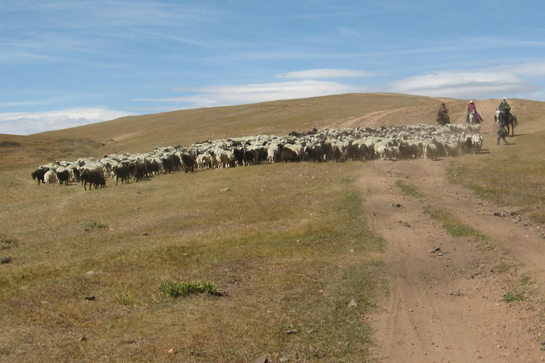 Cattle find the way on their own, but sheep and goats do not