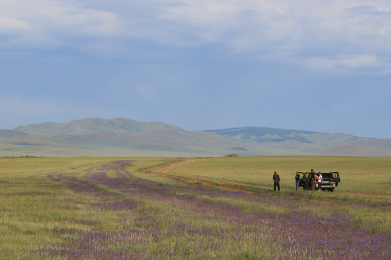 Flowers in old car tracks<br/>near Sharga nuur, close to Bayan-Agt 