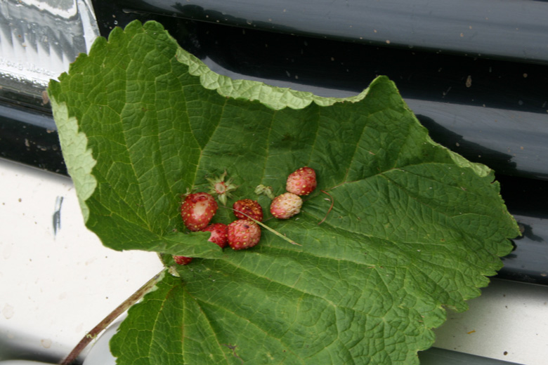 Strawberries<br/>picture taken at Tariatyn davaa, between Rashaant and the Selenge river