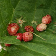 Walderdbeeren