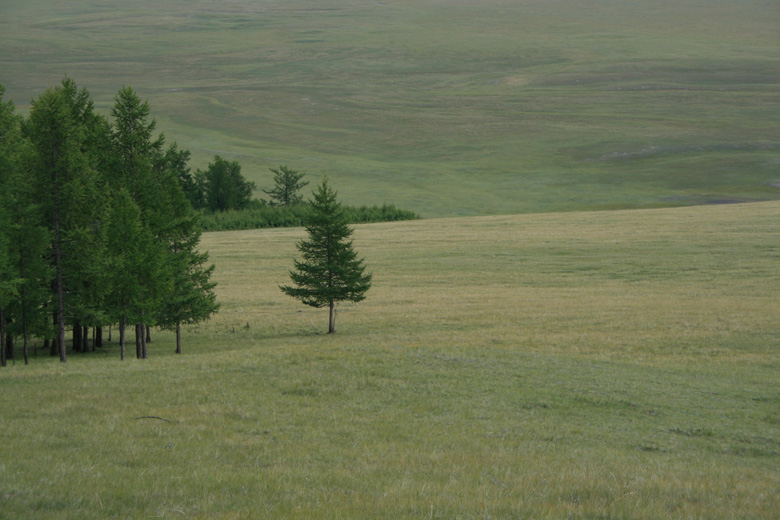 Ein einzelner Baum in Darhadyn Hotgor 