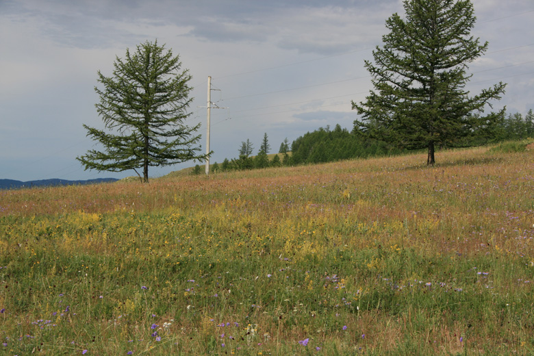 Wiese bei Rashaant