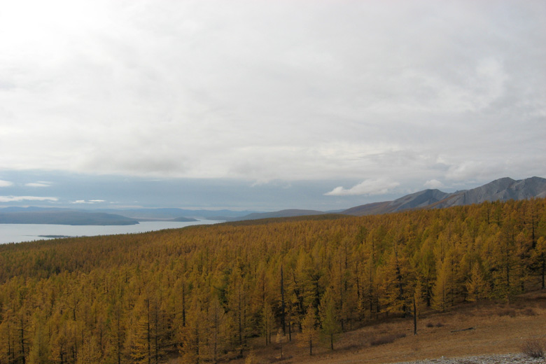 Herbstwald am Westufer des Huvsgul nuur