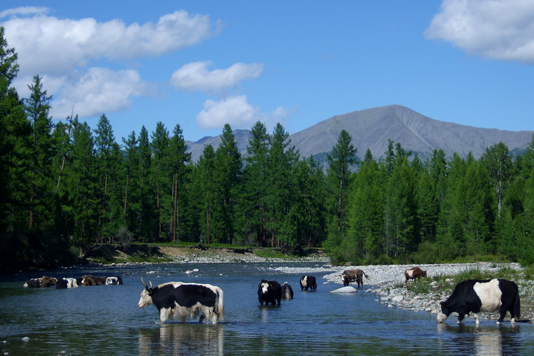 Yaks taking a bath in Jarain gol